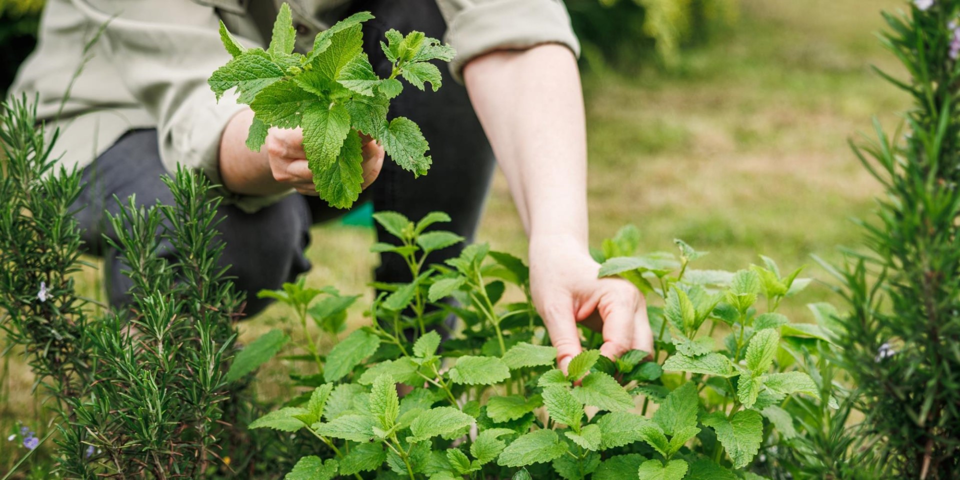 erva-cidreira-colheita