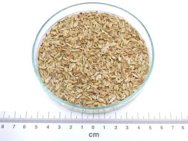 Funcho semente bio* funcho semente granel