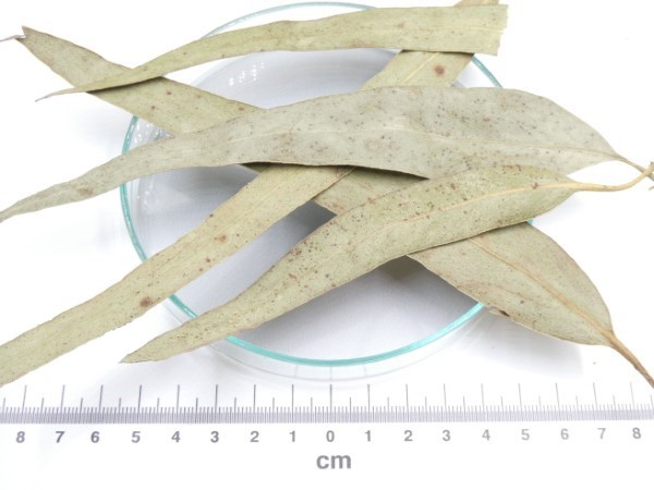 Eucalipto bio* eucaliptos folhas granel