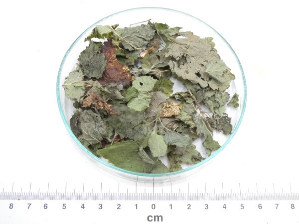 Erva-cidreira bio* erva cidreira folha granel