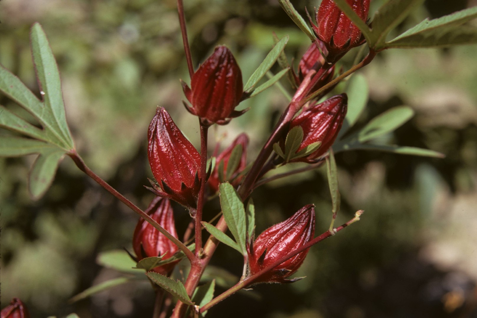 hibisco planta flores