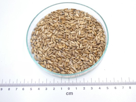 Cardo-mariano semente bio* Sementes castanhas claras em recipiente de vidro redondo com régua cm em fundo branco