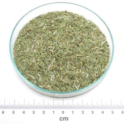 cavalinha folha granel