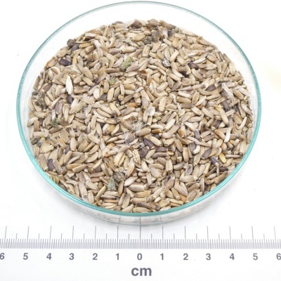 Sementes variadas num prato de vidro transparente acima de régua centimétrica branco com logo PÁSSARO DE ERVAS no canto superior esquerdo