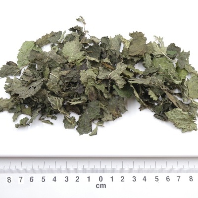 Folhas secas verdes e castanhas com régua centímetros e logotipo PÁSSARO DE ERVAS