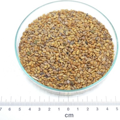 Prato de vidro com sementes pequenas coloridas sobre régua com escala em centímetros