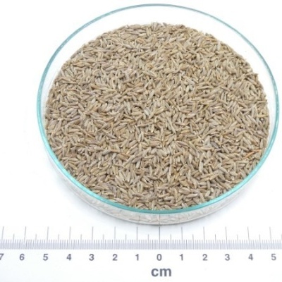 cominho semente granel