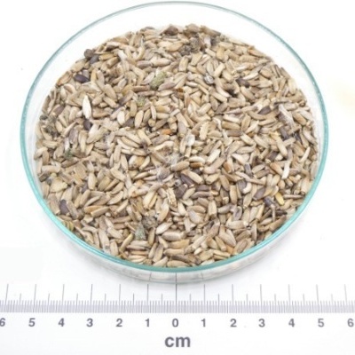 cardo mariano sementes granel