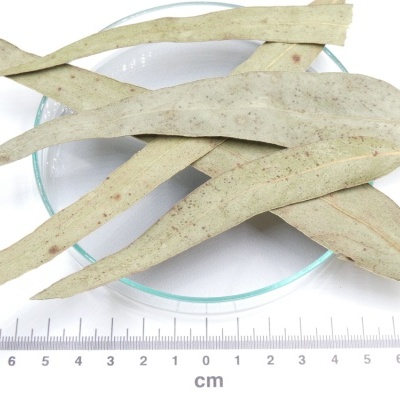 Folhas secas estreitas sobre placa de vidro e régua em fundo branco