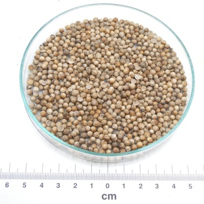 Tigela com bagas castanhas e régua em centímetros