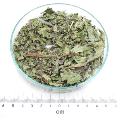 Erva seca verde em prato transparente com régua