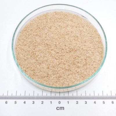 Placa de Petri com substância granulada bege claro sobre régua em centímetros