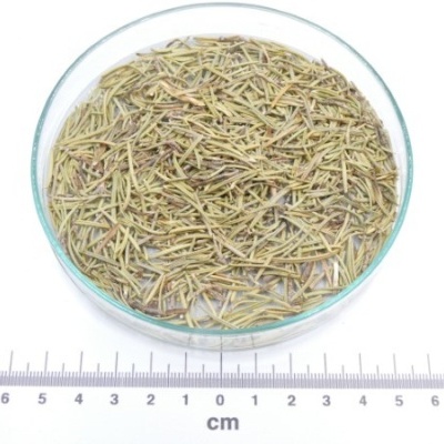 alecrim folha granel