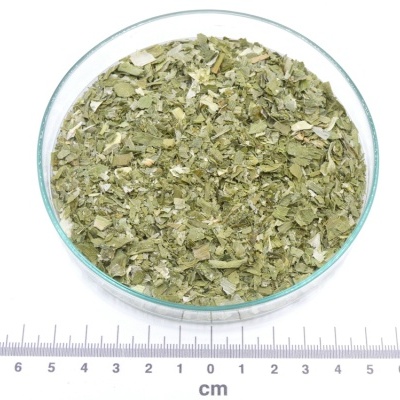 Fotografia Cebolinho bio