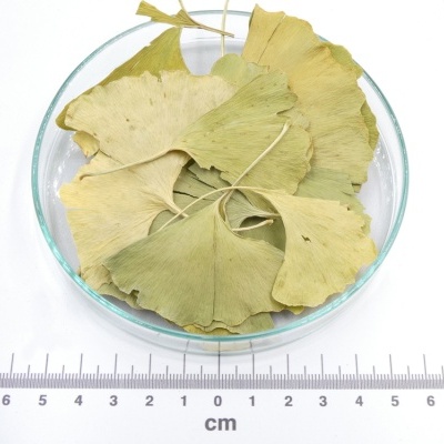 Folhas secas de ginkgo numa placa de vidro com régua em baixo