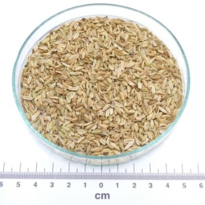 funcho semente granel