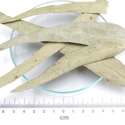 eucaliptos folhas granel