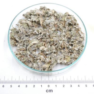 Erva seca em recipiente de vidro com régua ao fundo