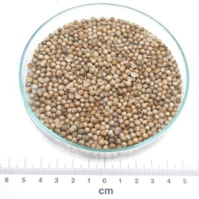 coentro sementes granel