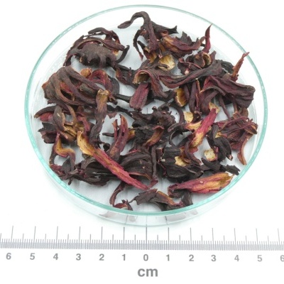 Flor seca roxa em prato de vidro com régua em centímetros