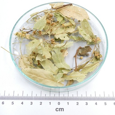 Tília bráctea bio a granel