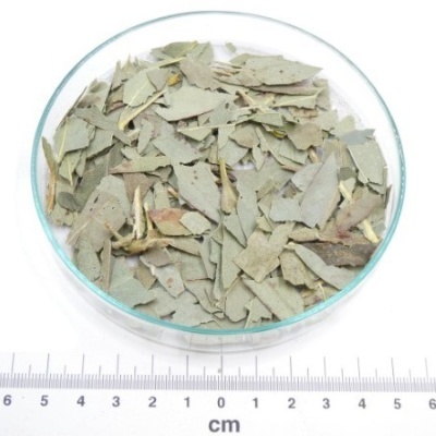 eucalipto folhas cortadas granel