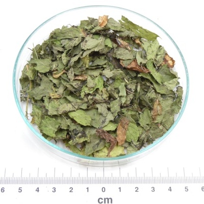 Folhas secas verdes e castanhas num prato de vidro redondo com régua cm ao lado