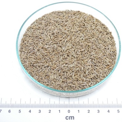 Sementes castanhas claras em recipiente de vidro redondo com régua em centímetros