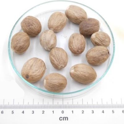 noz moscada bio granel