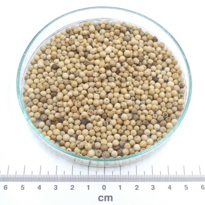 Grão de pimento branco seco numa placa de vidro com régua em centímetros