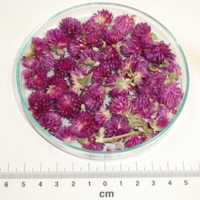Flores secas roxas em prato de vidro com régua em centímetros