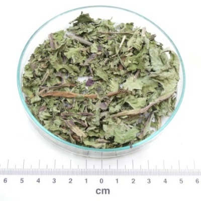 dente de leao folha granel