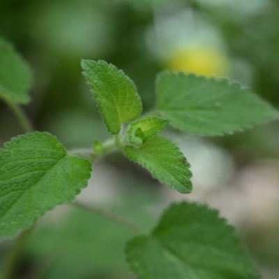 Folhas verdes em close-up com bordas serrilhadas e textura leve.