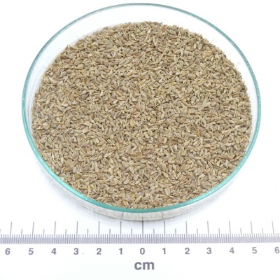 sementes castanho claro num prato de vidro com régua cm em fundo branco