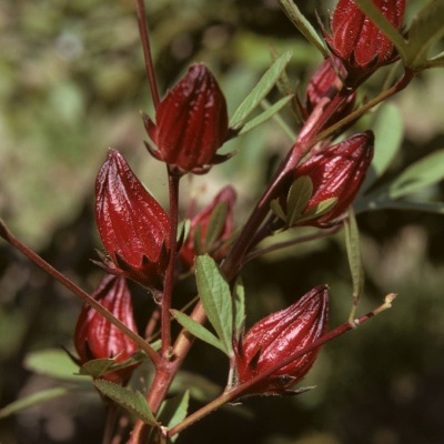 hibisco planta flores