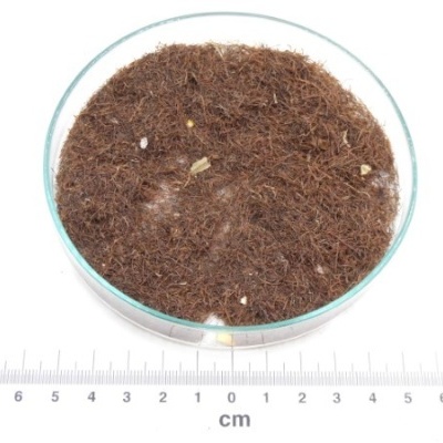 barbas de milho bio granel