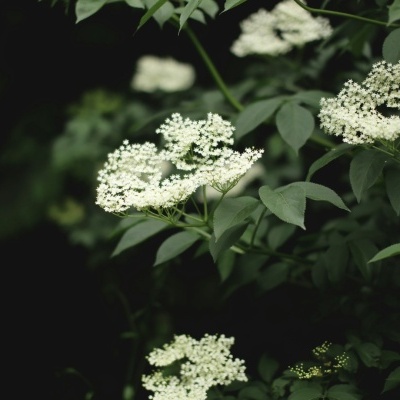 Ramo com folhas verdes e flores brancas pequenas em cachos