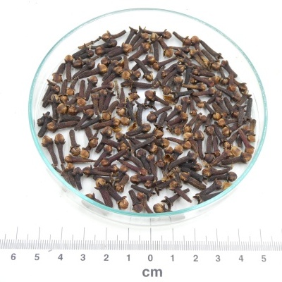 Cravos-da-índia secos em tigela de vidro com régua em centímetros