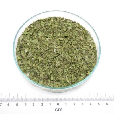 coentro folha granel