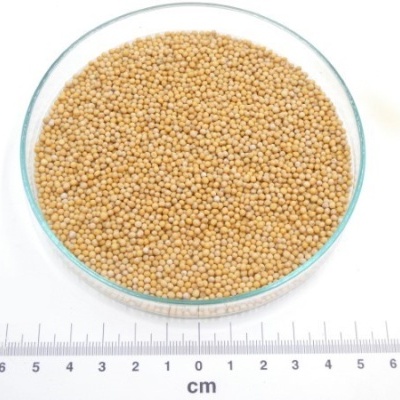 mostarda grao granel