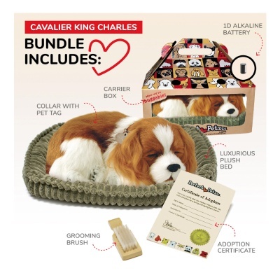 Conjunto Cavalier King Charles com cama, caixa transportadora, escova, coleira e certificado