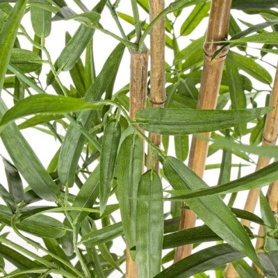 Planta&#x20;Bamb&#x00FA;