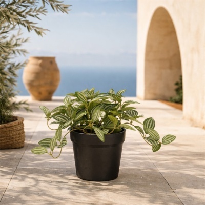 Planta em vaso preto com folhas verdes e brancas em ambiente exterior com chão de pedra e arco de pedra