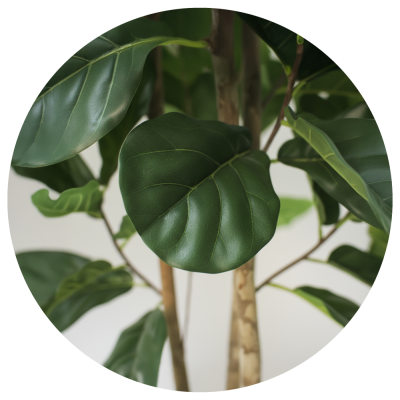 Folhas verdes brilhantes e caules castanhos claros de uma planta de interior