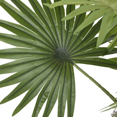 Folha verde de palmeira em formato leque com nervuras visíveis