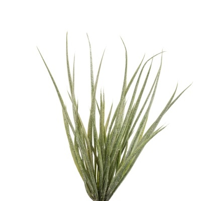 Planta&#x20;Hierba&#x20;Vaso