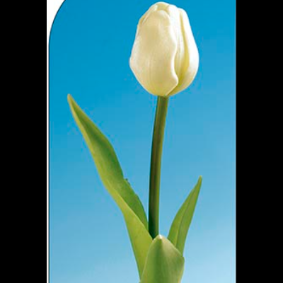 Flor branca tipo tulipa com folhas verdes em fundo azul