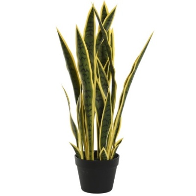 Planta Sansevieria em vaso preto