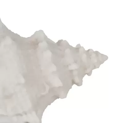 Concha do mar branca com textura rugosa e espinhos pequenos
