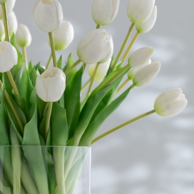 Tulipas brancas num vaso de vidro com fundo cinza claro